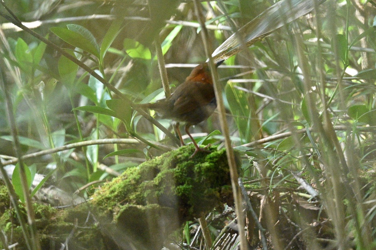 Rossignol akahigé - ML638590397