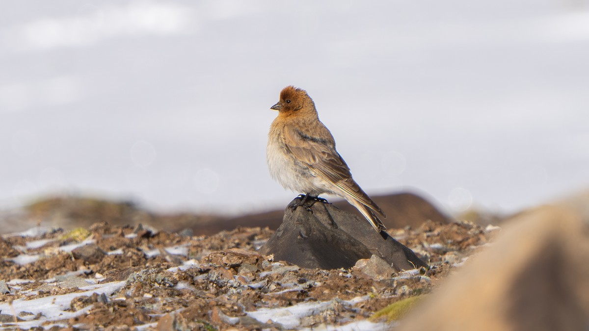 Sillem's Rosefinch - ML638590401