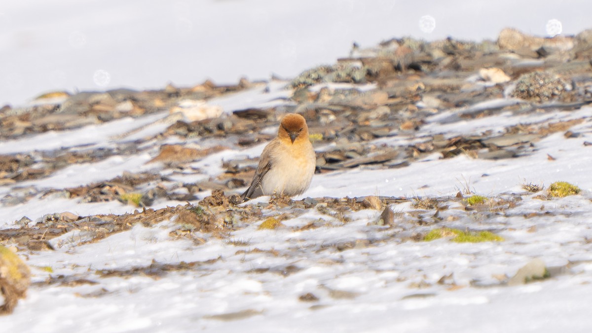 Sillem's Rosefinch - ML638590402