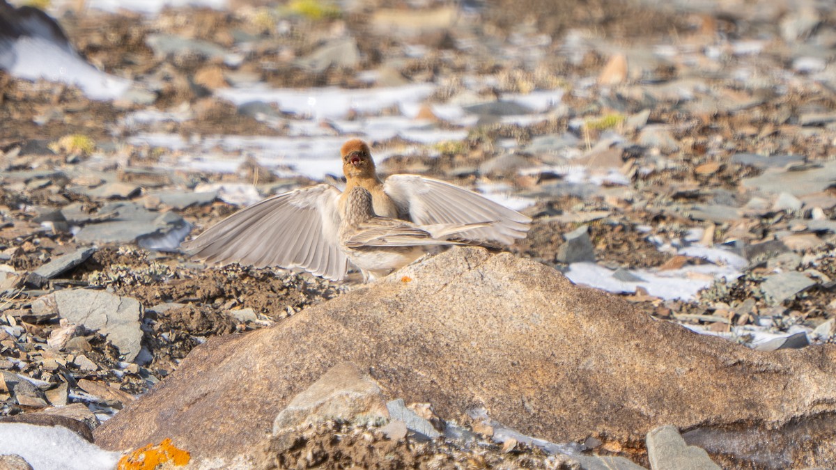 Sillem's Rosefinch - ML638590405