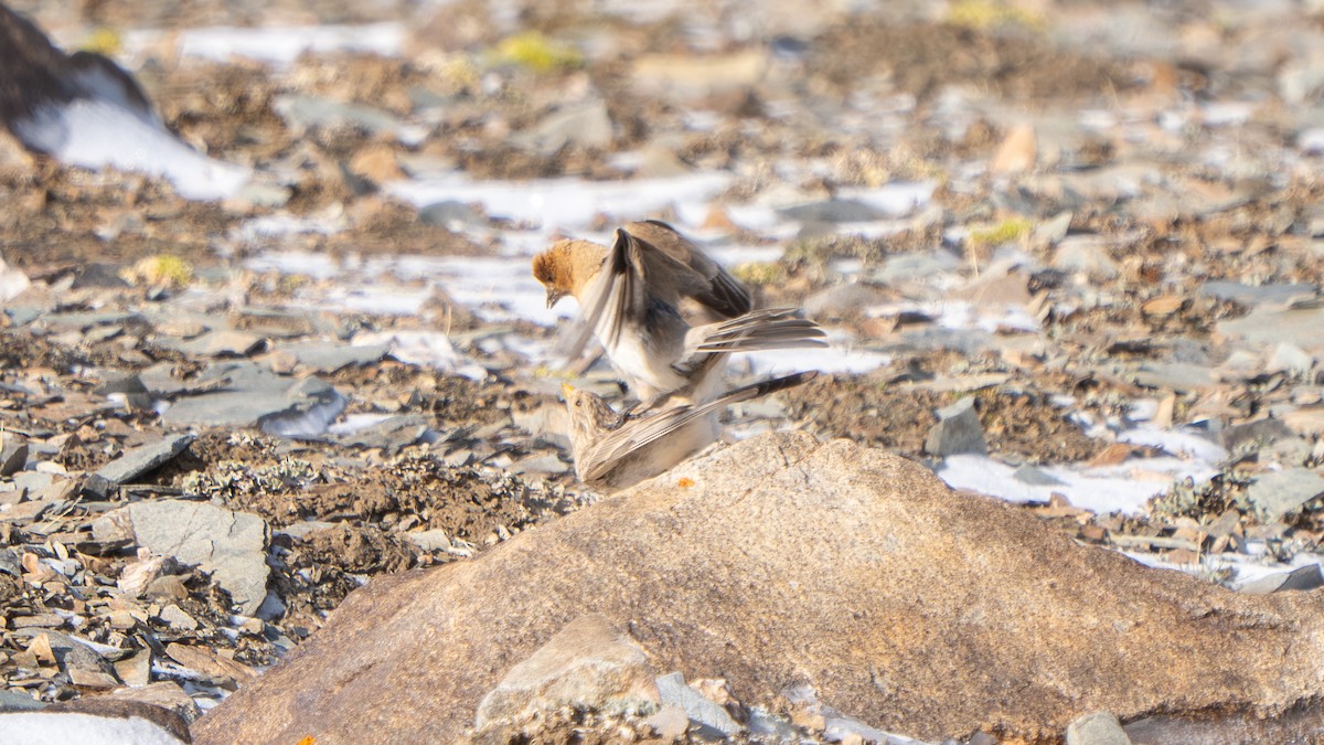 Sillem's Rosefinch - ML638590406