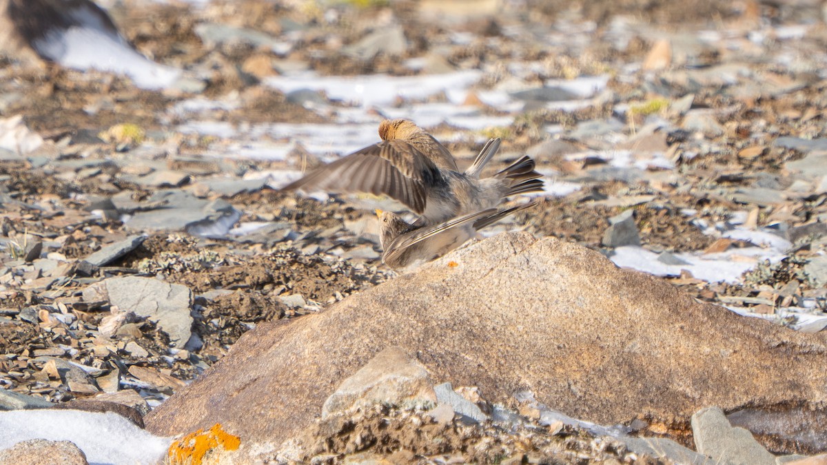 Sillem's Rosefinch - ML638590407