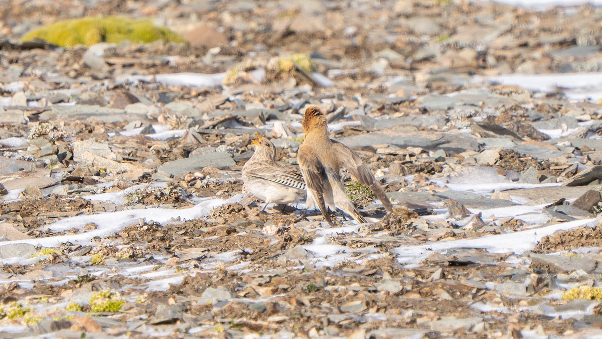 Sillem's Rosefinch - ML638590408