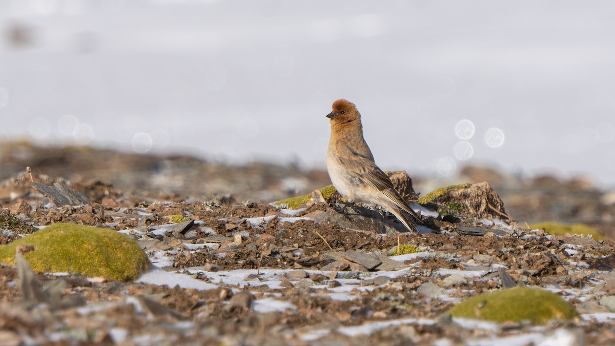 Sillem's Rosefinch - ML638590409