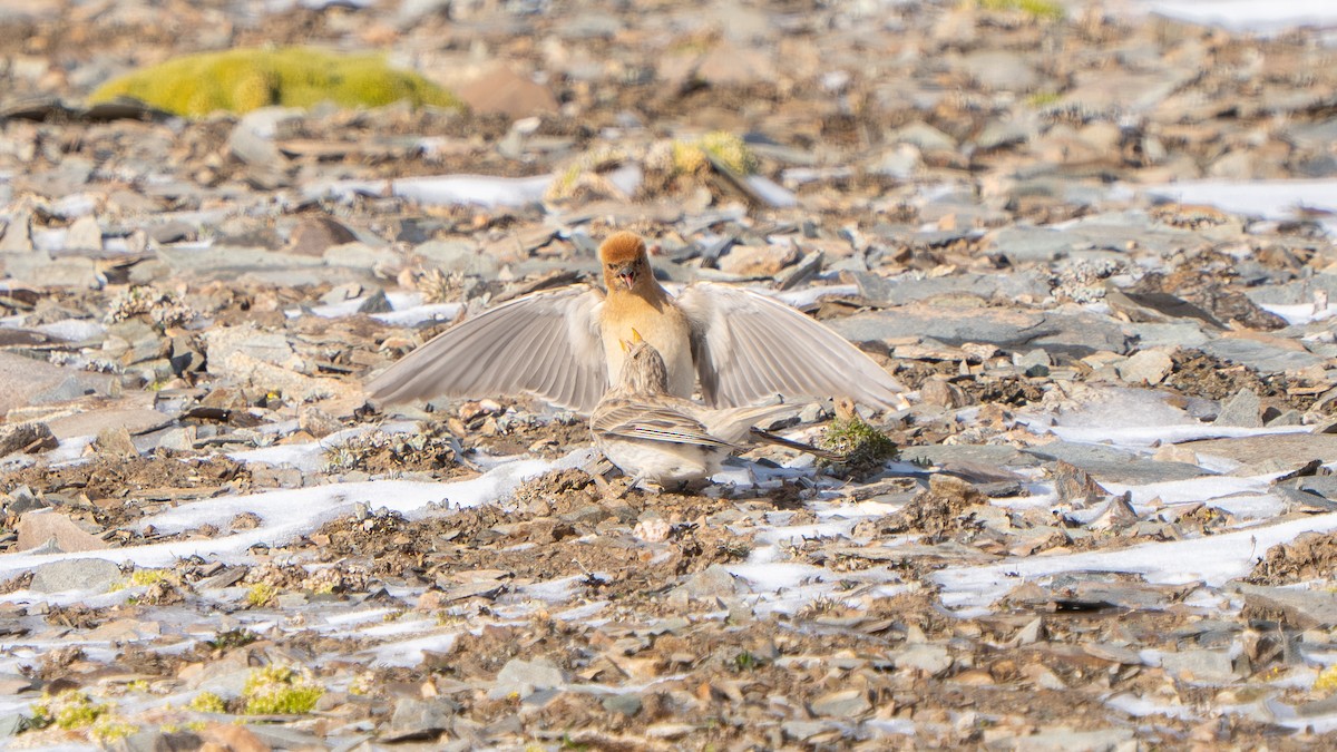 Sillem's Rosefinch - ML638590412