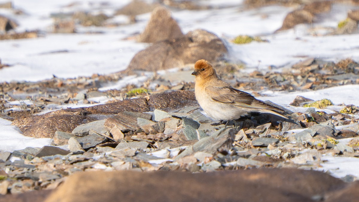 Sillem's Rosefinch - ML638590414
