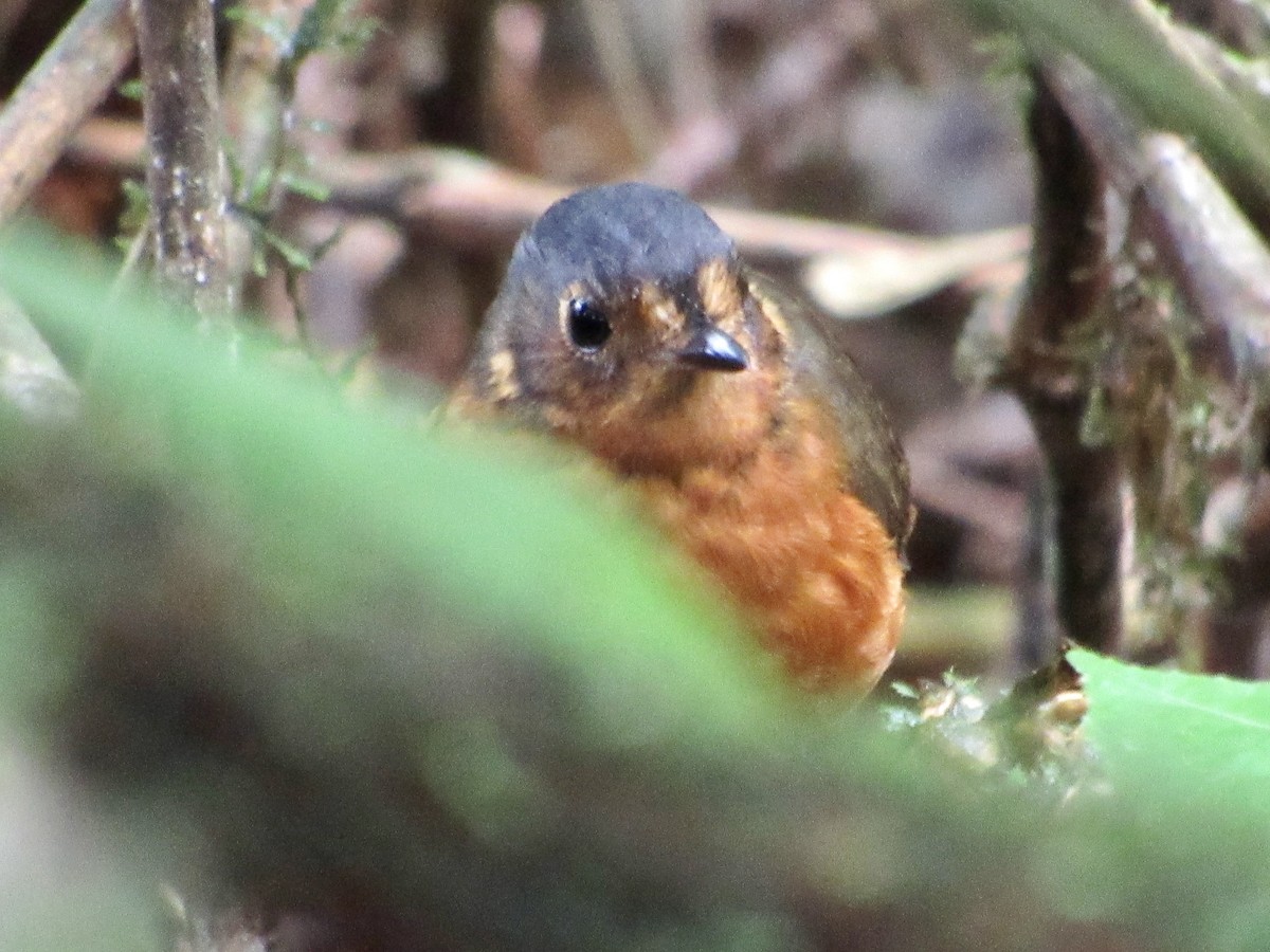 Slate-crowned Antpitta - ML638590420