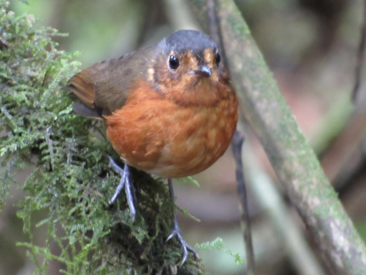 Slate-crowned Antpitta - ML638590431