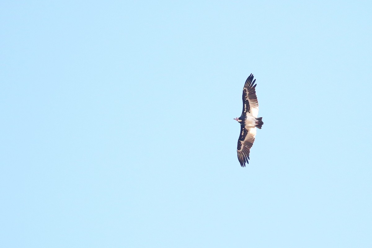 White-headed Vulture - ML638590434
