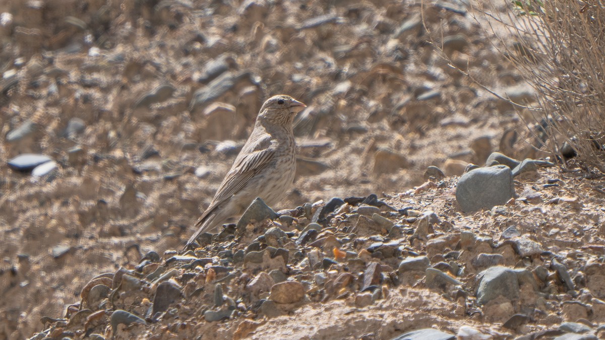 Great Rosefinch - ML638590477