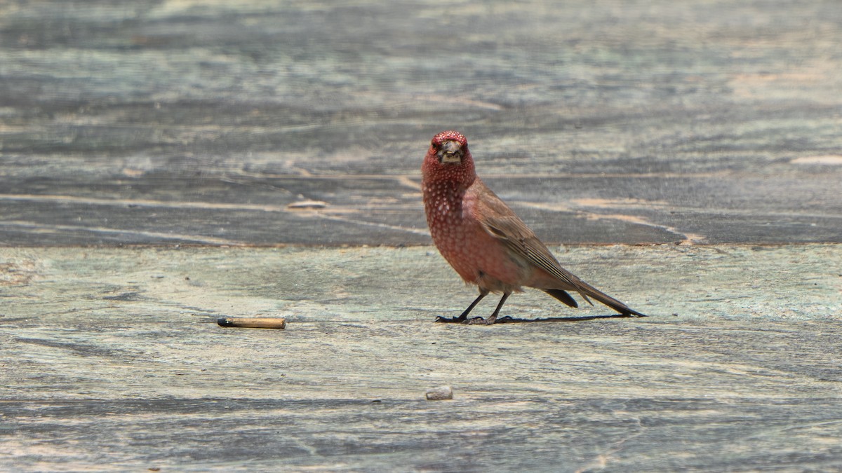 Great Rosefinch - ML638590478