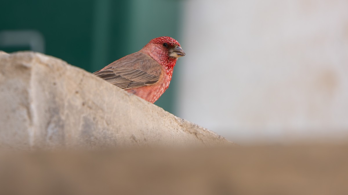 Great Rosefinch - ML638590485