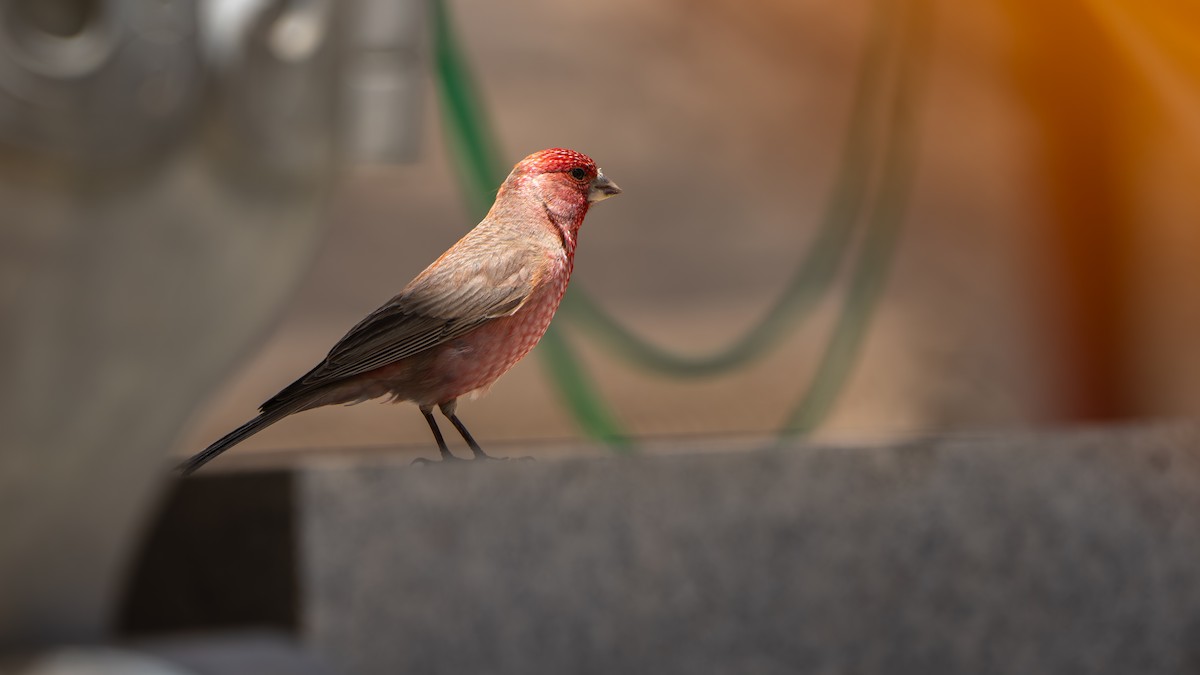 Great Rosefinch - ML638590486