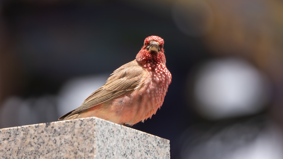 Great Rosefinch - ML638590487