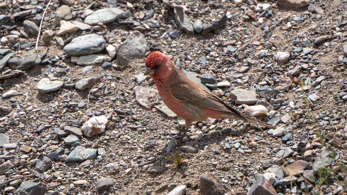 Great Rosefinch - ML638590488