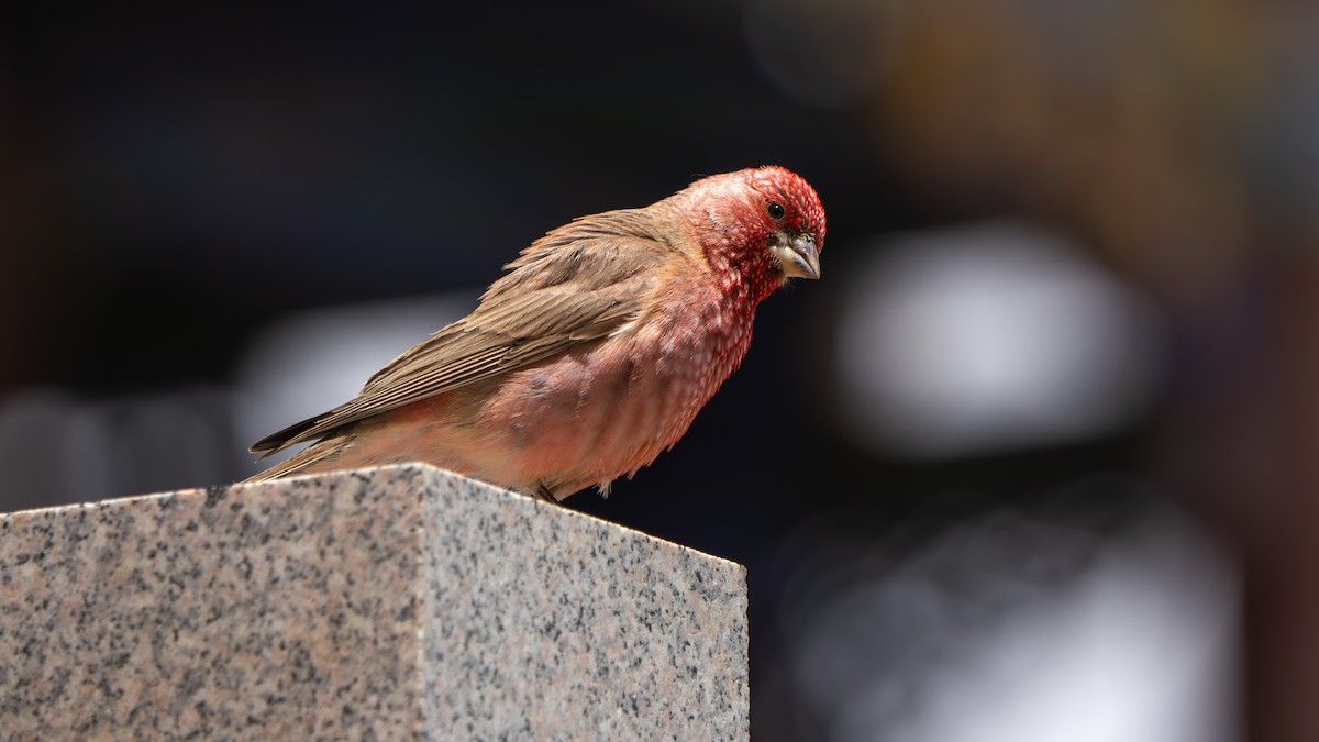 Great Rosefinch - ML638590489