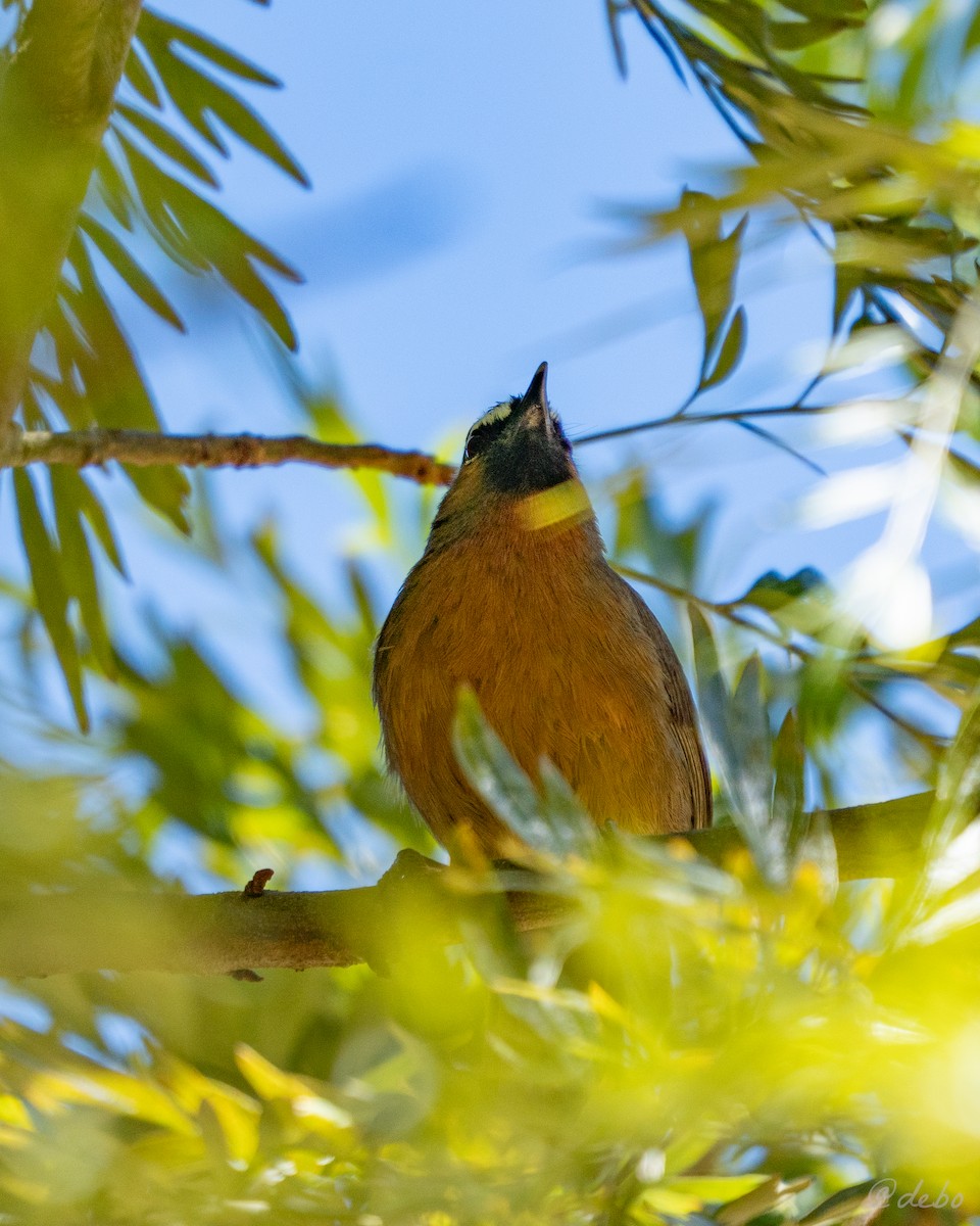 Nilgiri Laughingthrush - ML638590491