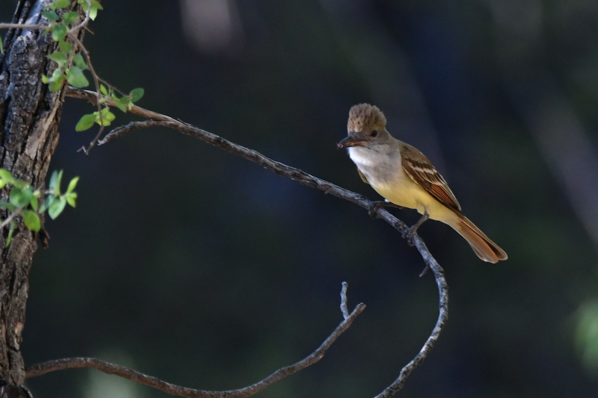 Brown-crested Flycatcher - ML638590501