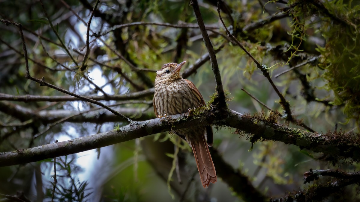 Pale-browed Treehunter - ML638590514