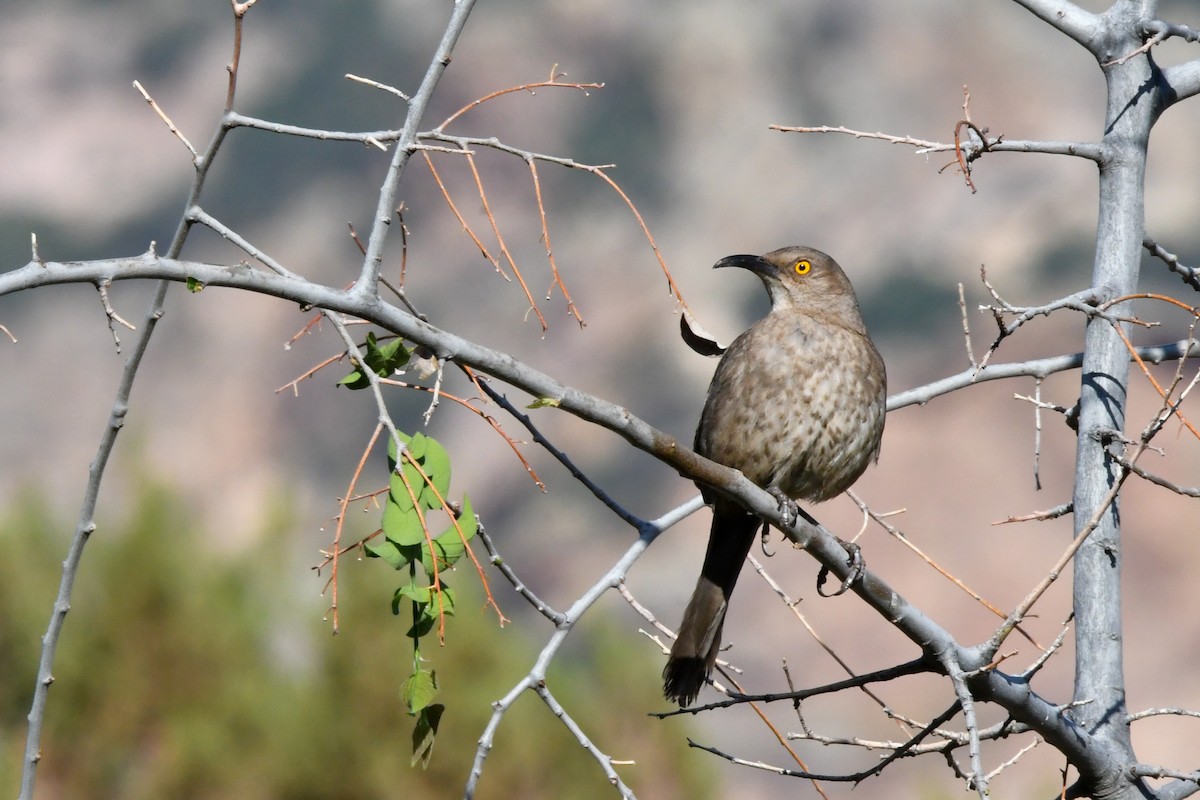 Curve-billed Thrasher - ML638590529