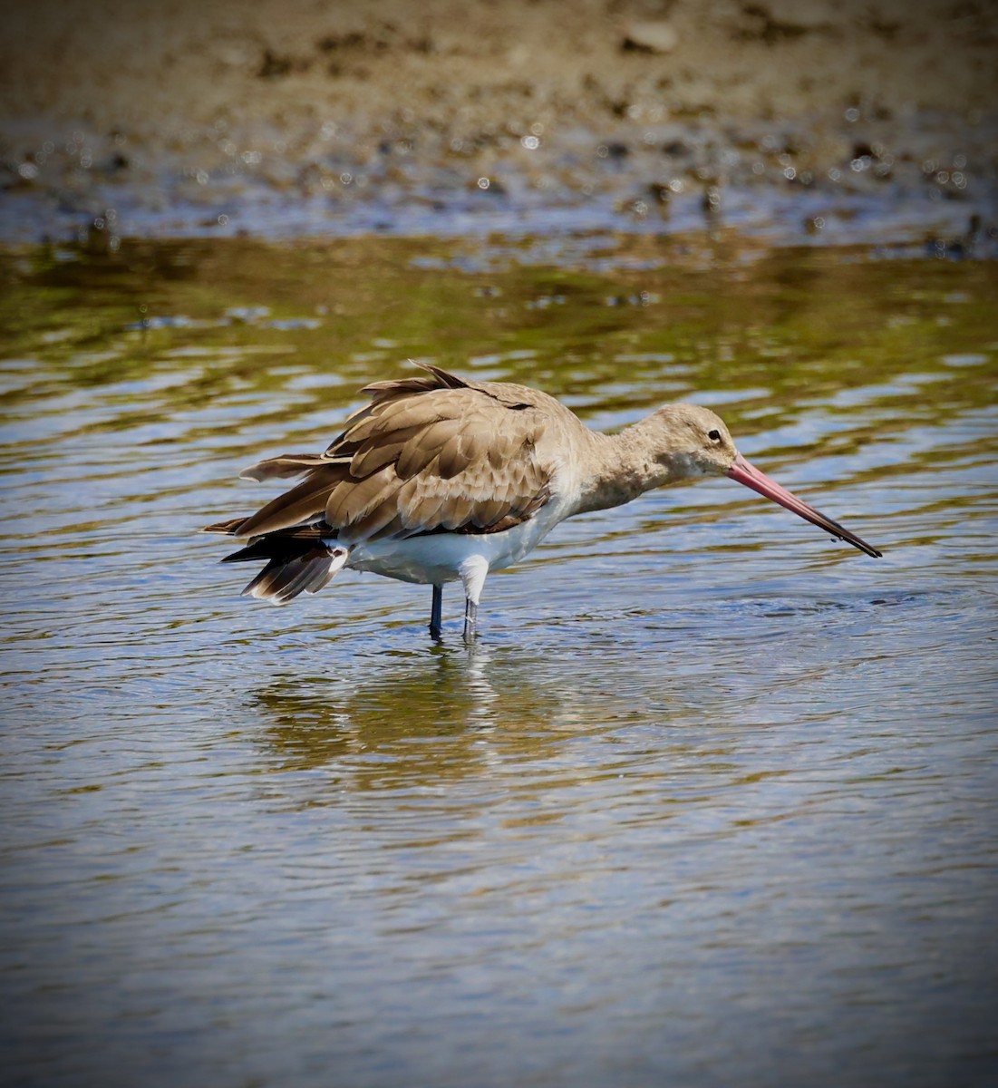 Uferschnepfe - ML638590531