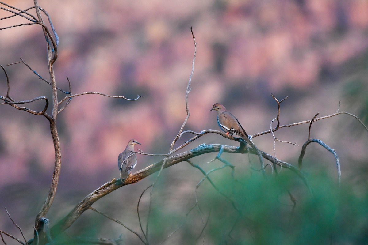 White-winged Dove - ML638590538