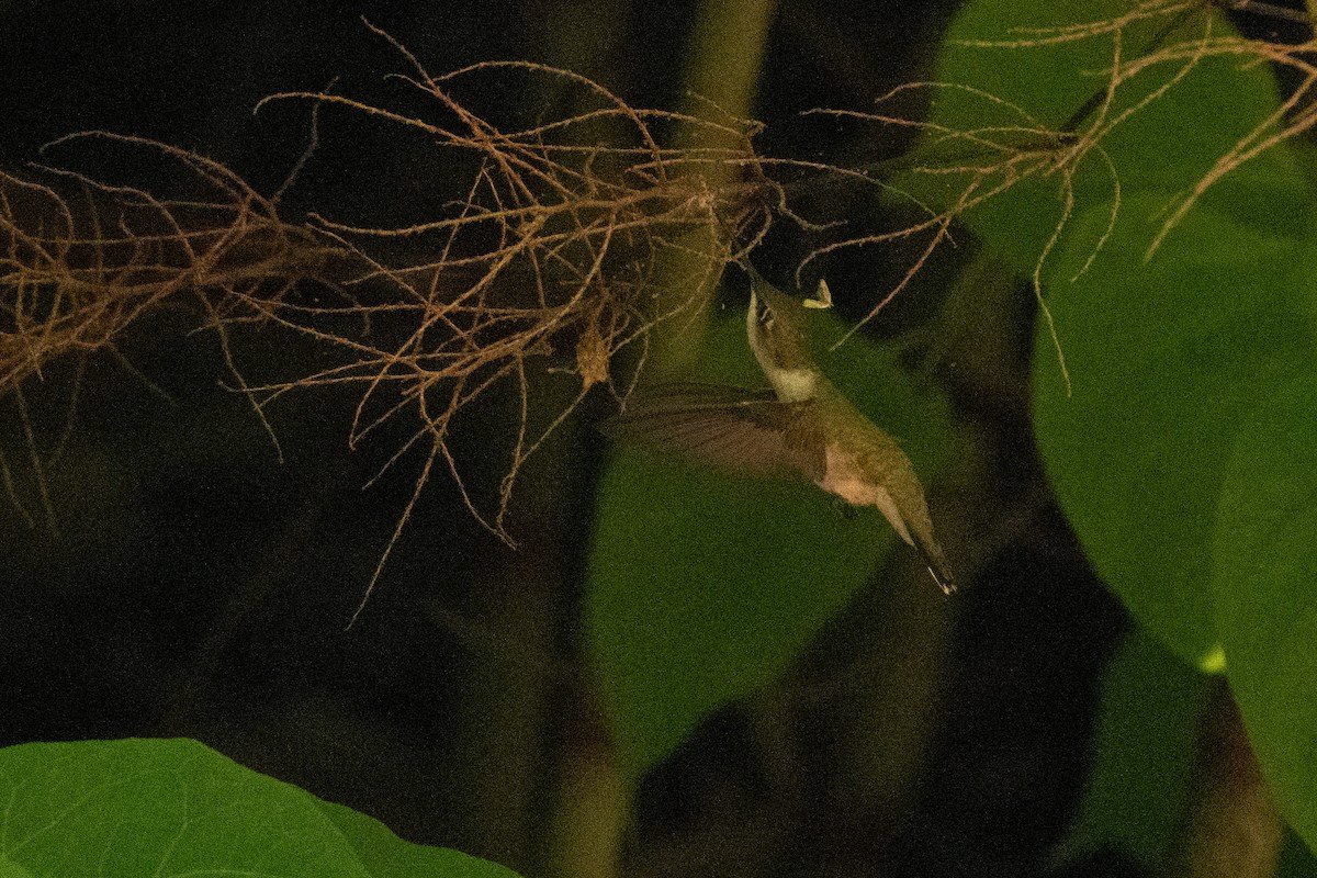 Ruby-throated Hummingbird - ML638590546