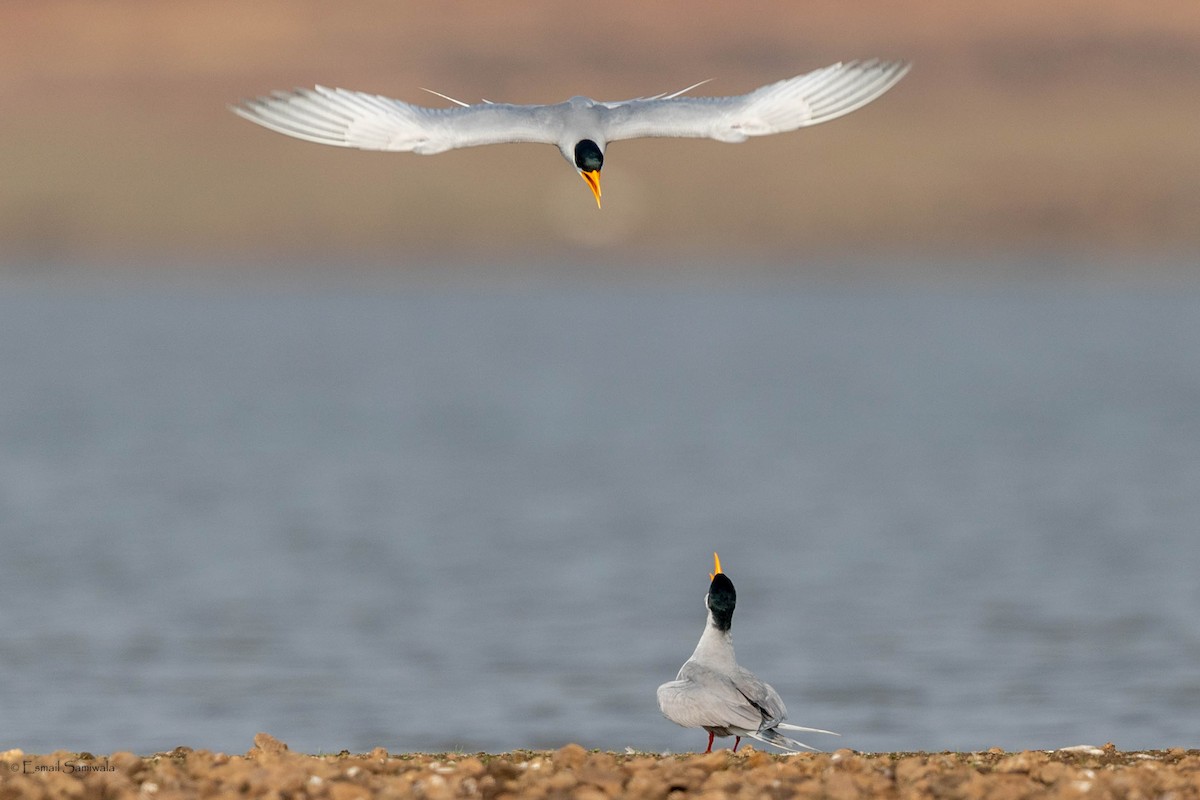 River Tern - ML638590547