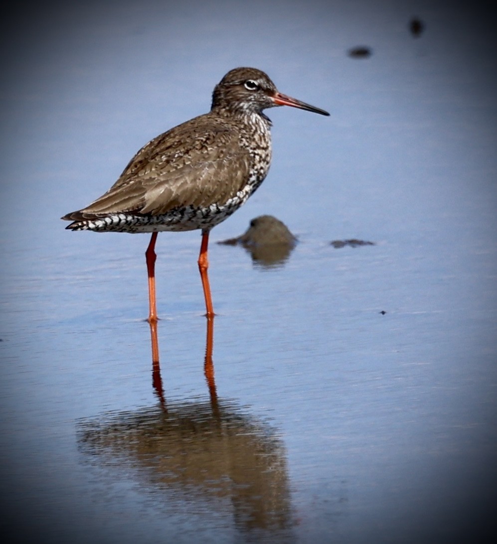 Rotschenkel - ML638590548