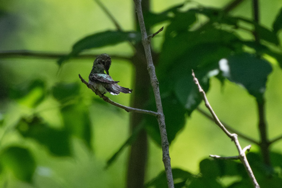Ruby-throated Hummingbird - ML638590551