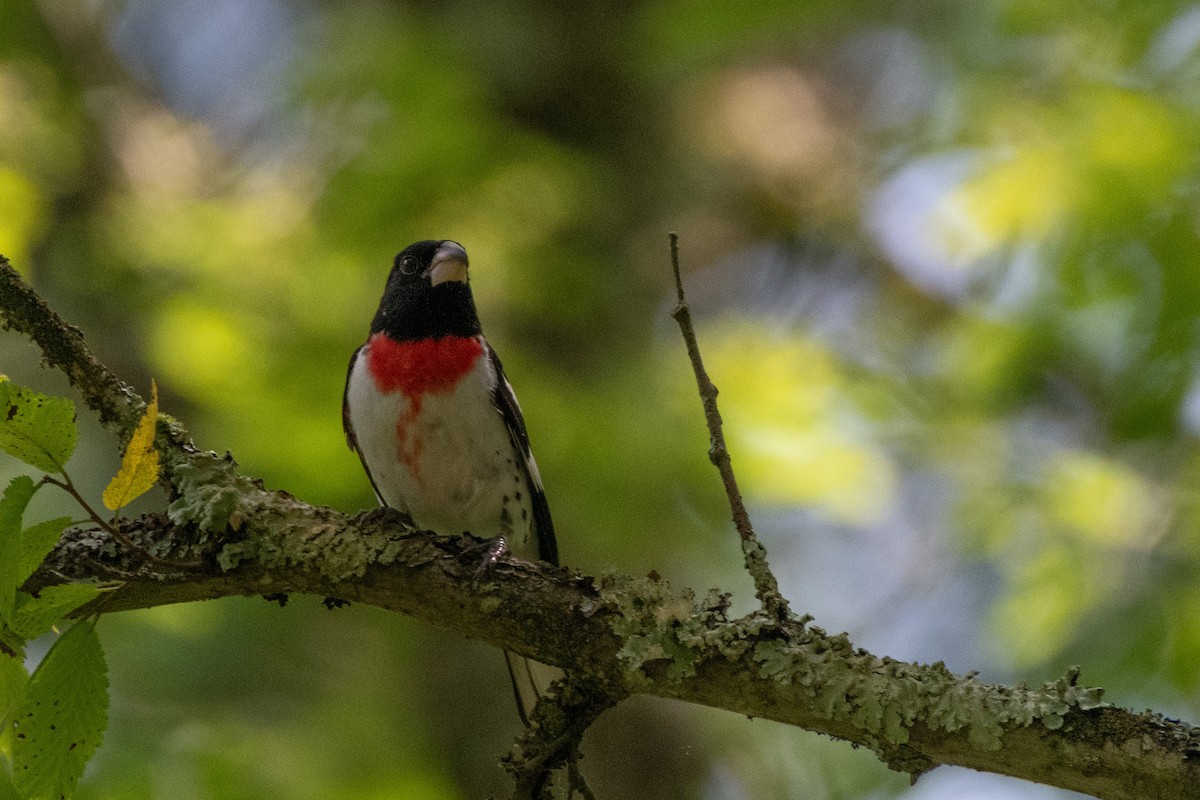 Rose-breasted Grosbeak - ML638590559