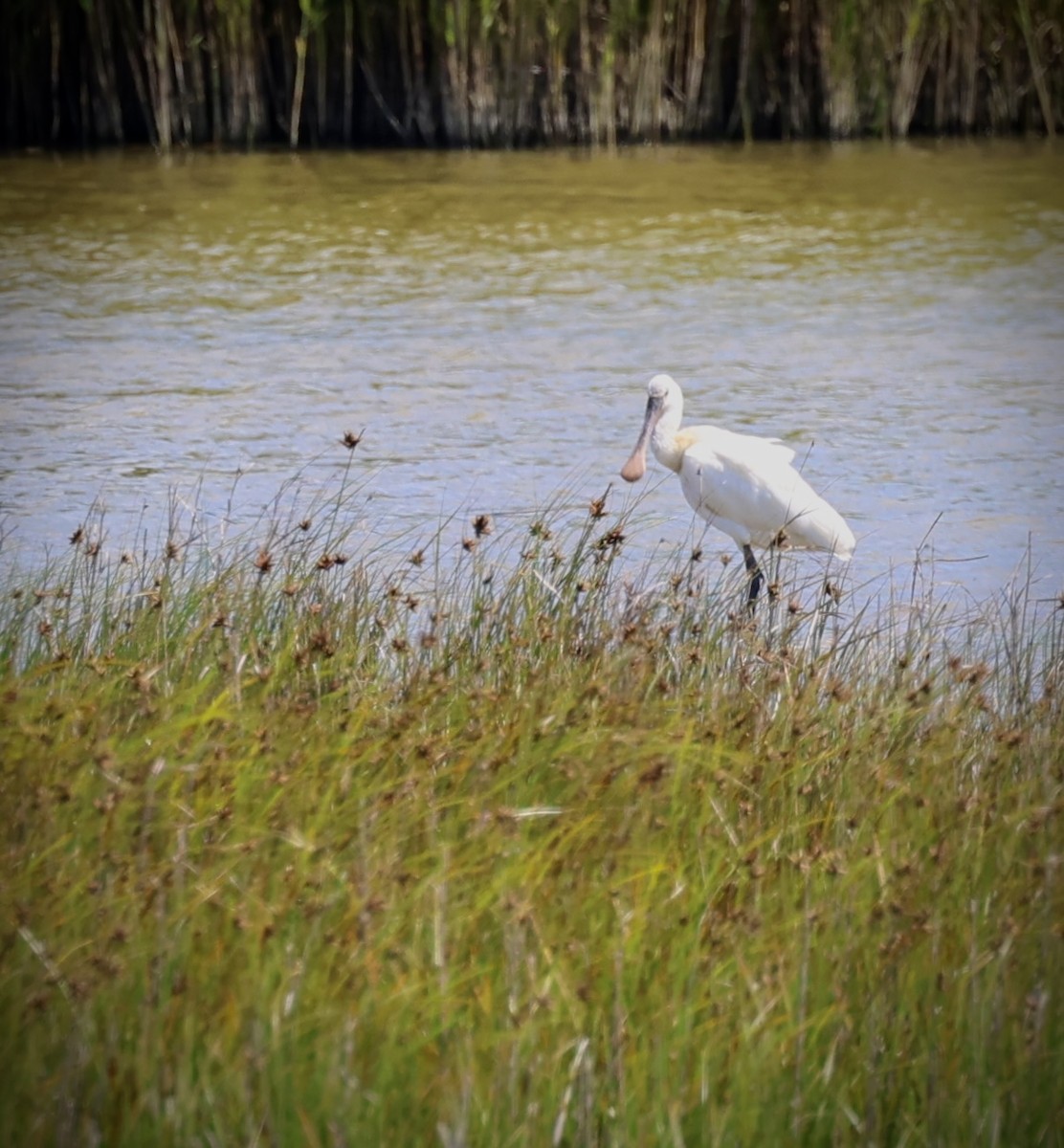 Löffler - ML638590569