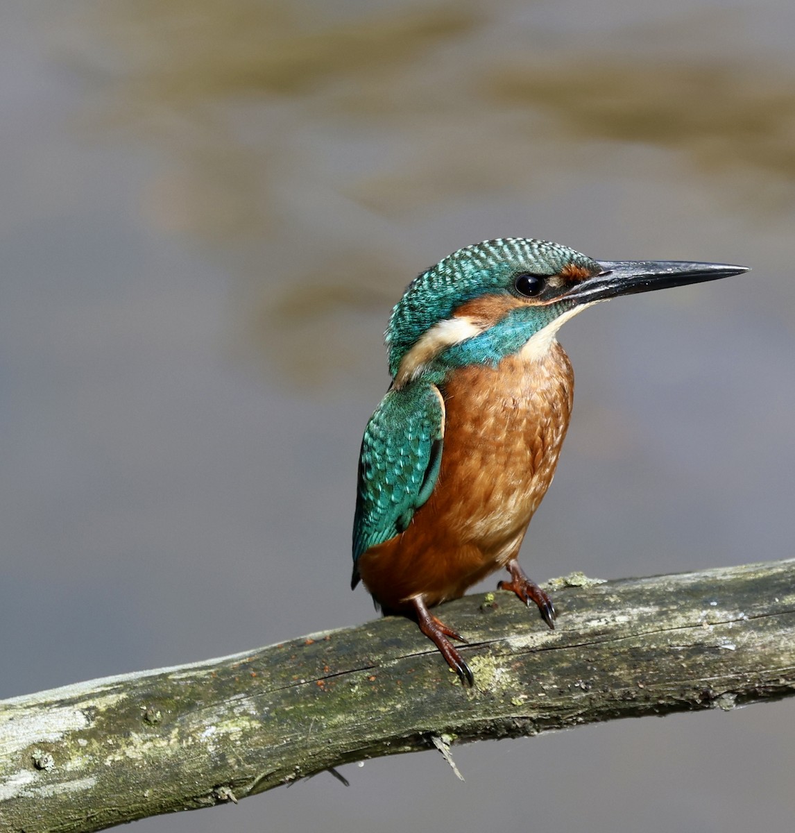 Eisvogel - ML638590591