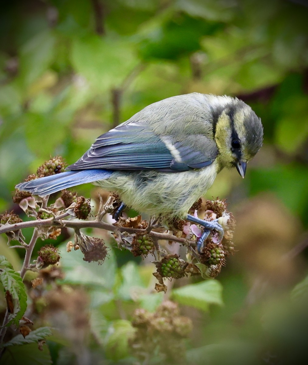 Blaumeise - ML638590607