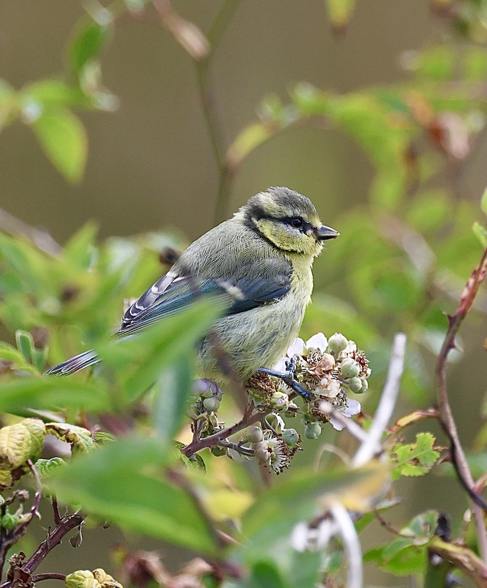 Blaumeise - ML638590608