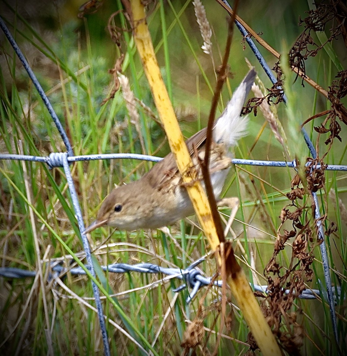 Teichrohrsänger - ML638590626