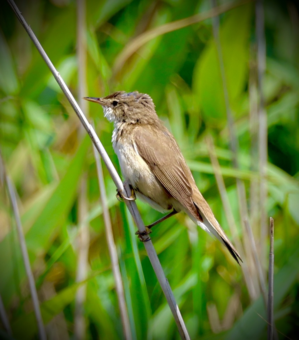 Teichrohrsänger - ML638590627