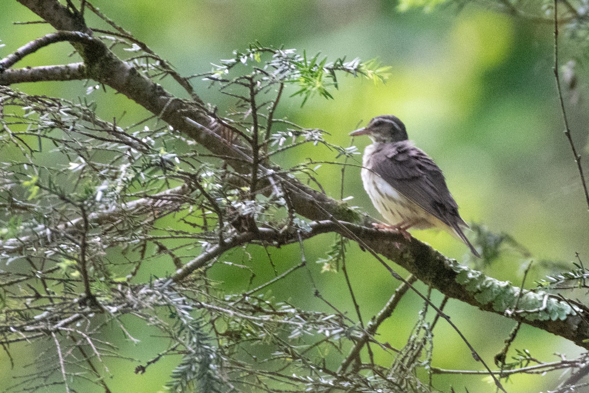Louisiana Waterthrush - ML638590641