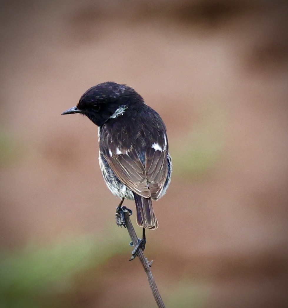 Schwarzkehlchen - ML638590647