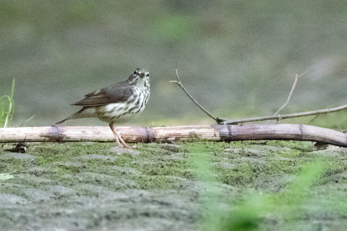 Louisiana Waterthrush - ML638590662