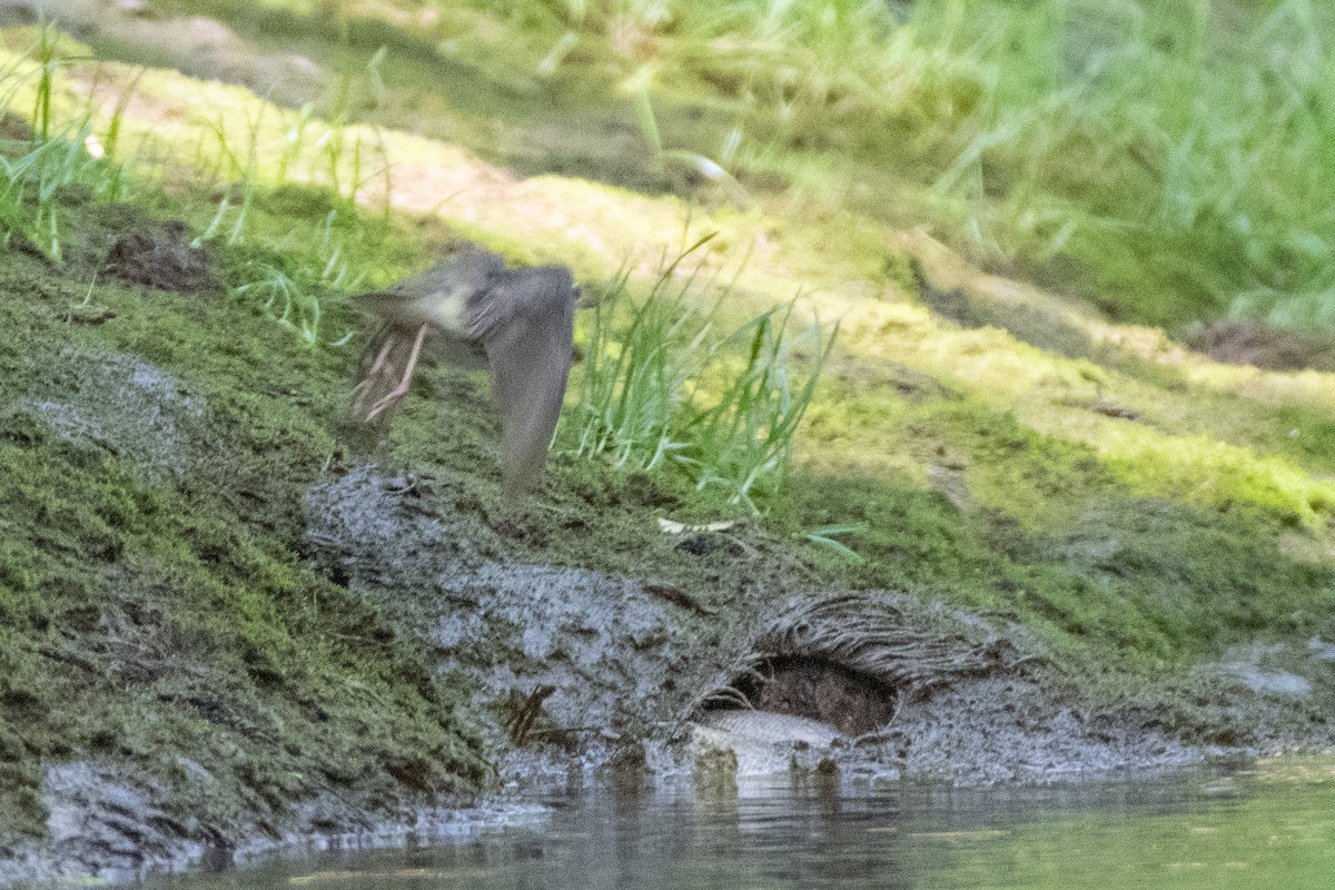 Louisiana Waterthrush - ML638590671
