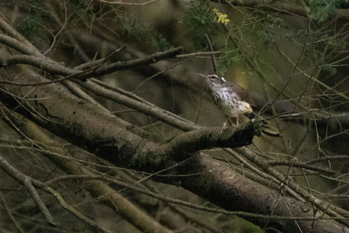 Louisiana Waterthrush - ML638590683
