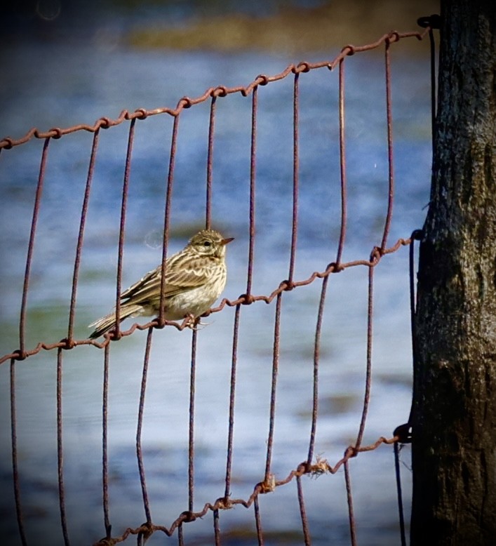 Wiesenpieper - ML638590684