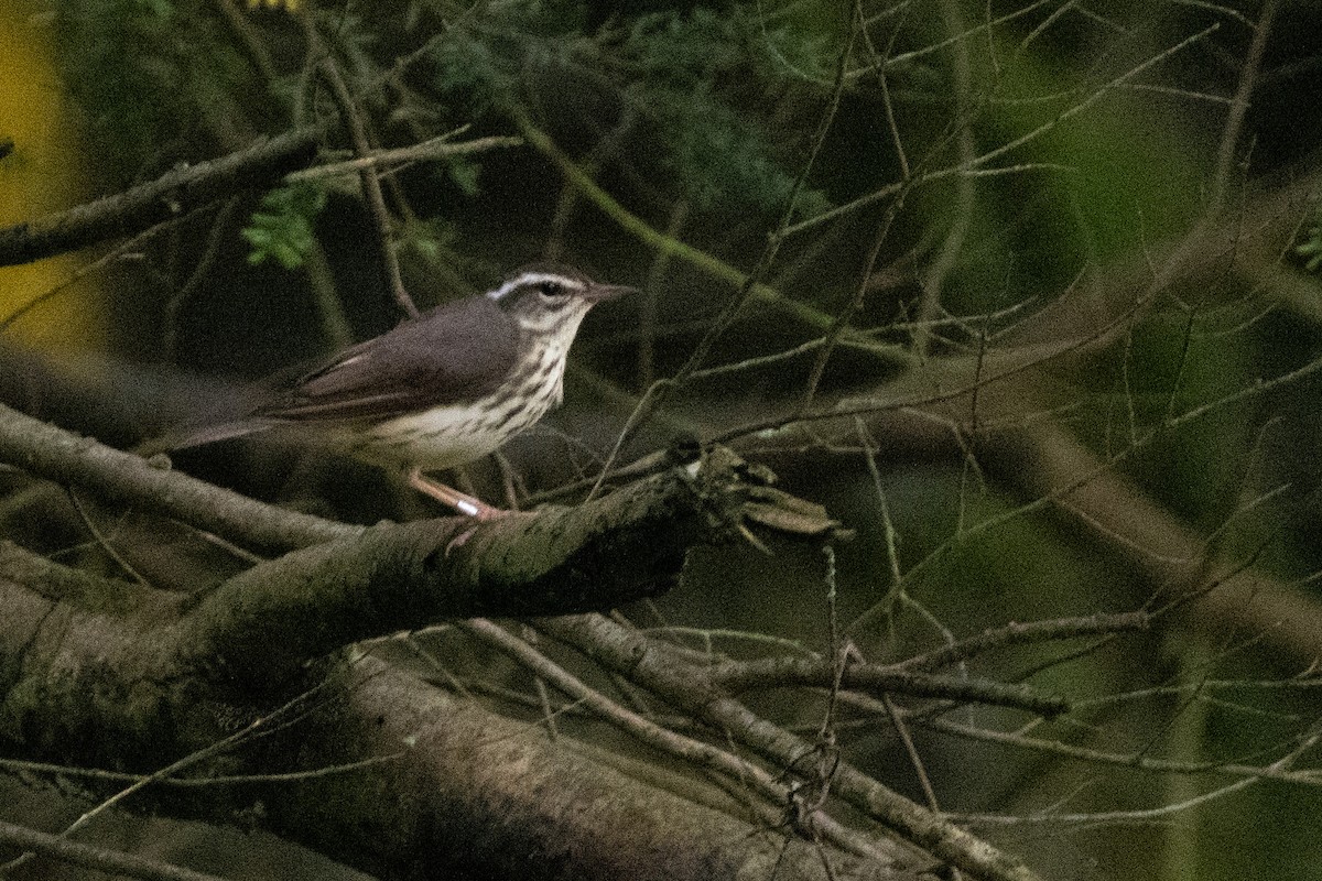 Louisiana Waterthrush - ML638590689