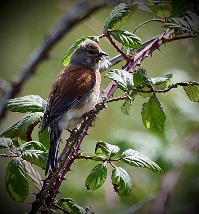 Bluthänfling - ML638590697