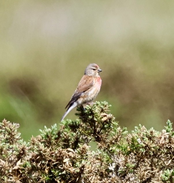 Bluthänfling - ML638590698