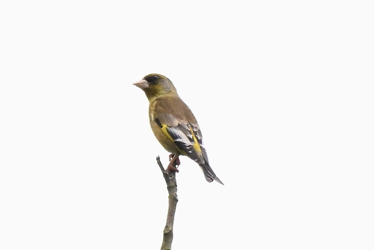 Oriental Greenfinch - ML638590699