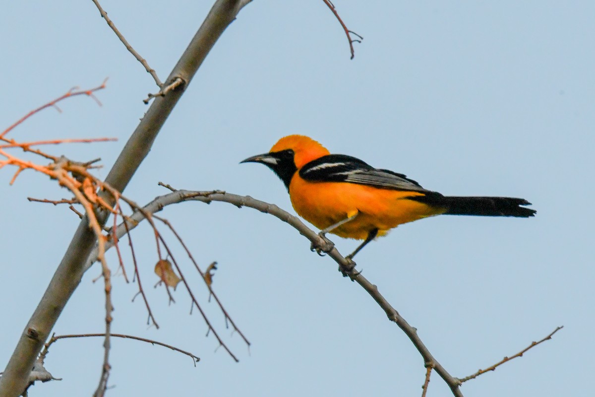 Hooded Oriole - ML638590731