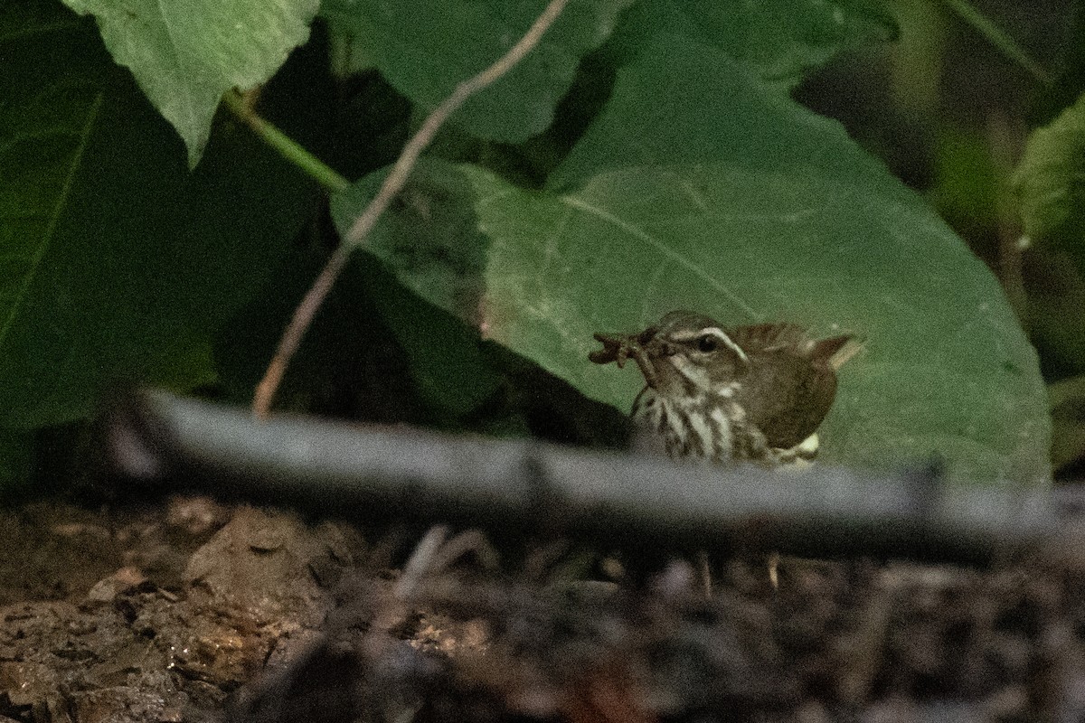 Louisiana Waterthrush - ML638590732