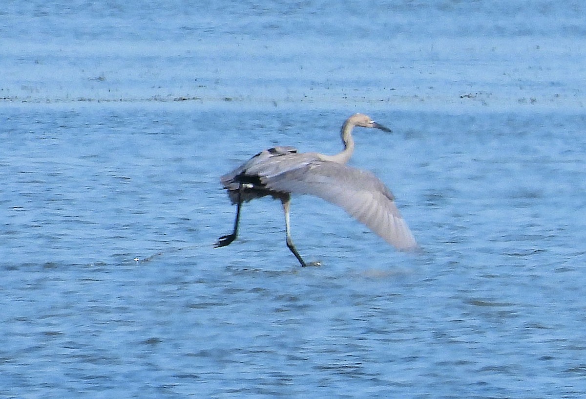 Reddish Egret - ML638590778